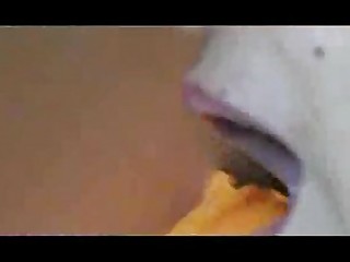 حمار اللعنة جبهة مورو